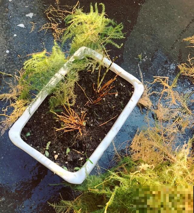 嫌花长得丑，趁现在砍头，2个月脱胎换骨！