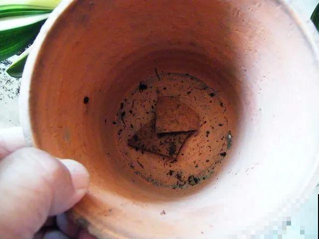 换盆的最佳时机到了，换完花儿就疯长，错过会后悔！