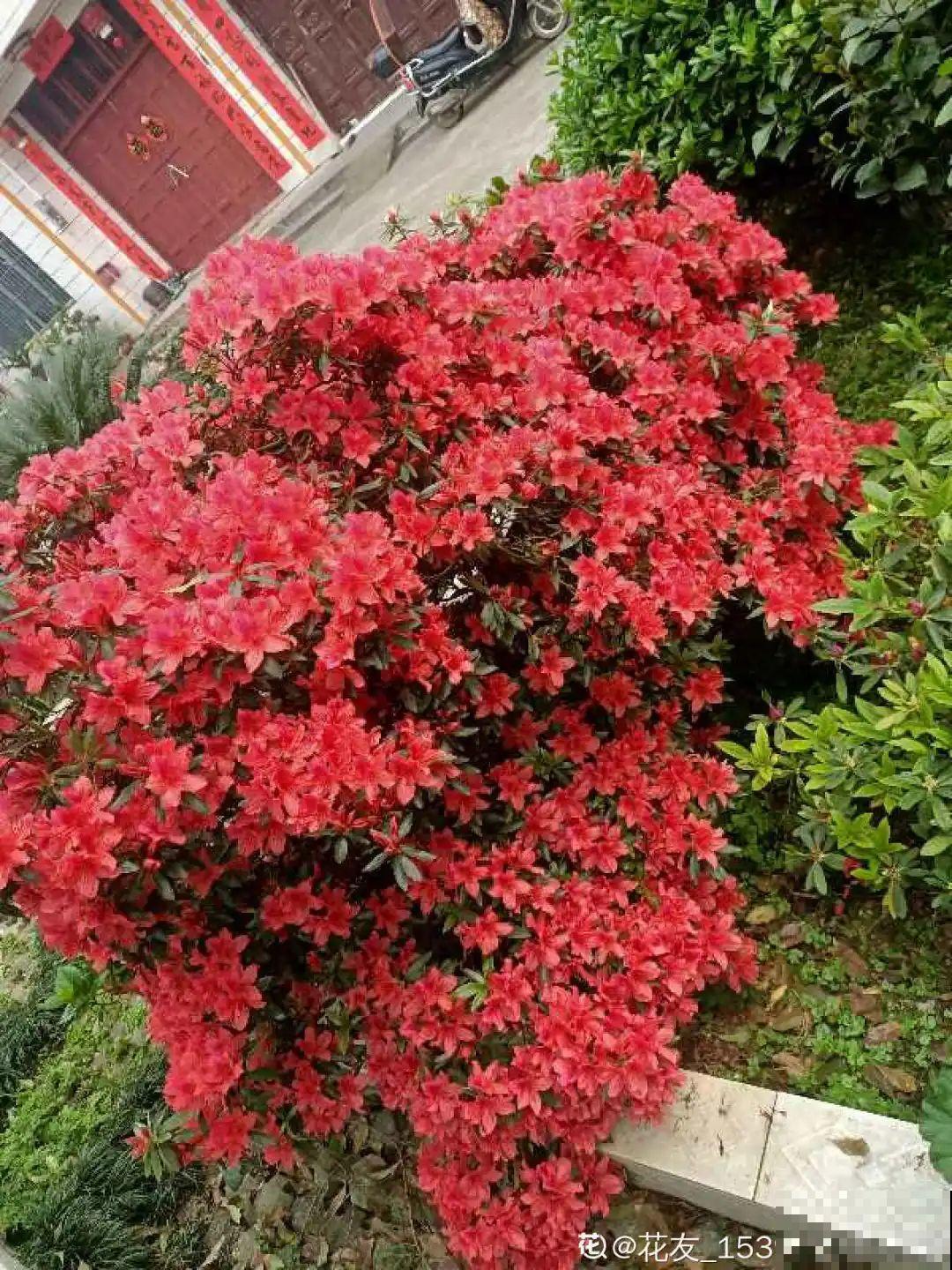 6种花种在大门口，花开一整片，镇宅又霸气！