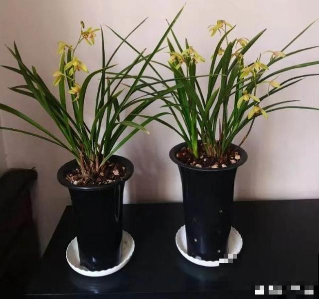 家里养盆虎皮兰，小花盆、挤着养，疯狂开花爆小崽！