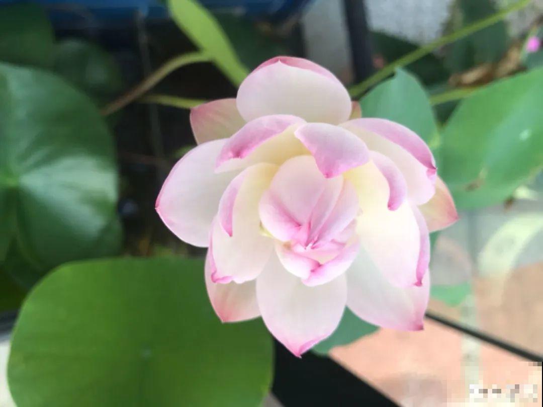 8种花超爱晒太阳，晒得越猛，开花越多！