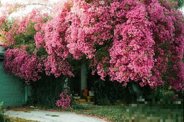 如果你有个院子，那一定要养这5种花，开花又多又香！