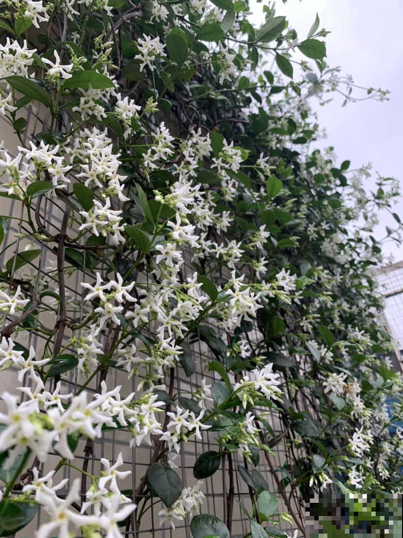 长得像大风车的茉莉花，一长一大丛，香味闻着就舒心！