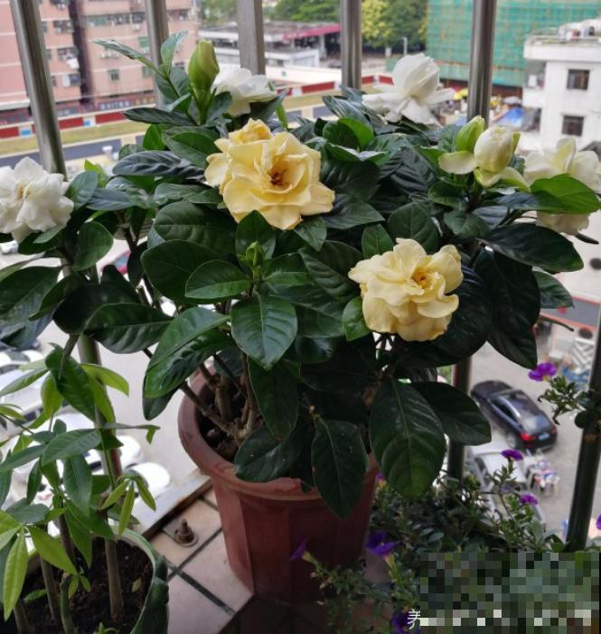 刚买的栀子花，一定不要换盆施肥，不然扛不过一周！