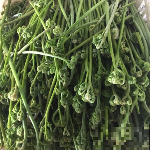 山上经常见的猴子腿，居然是野菜，掐一把还能拌菜吃