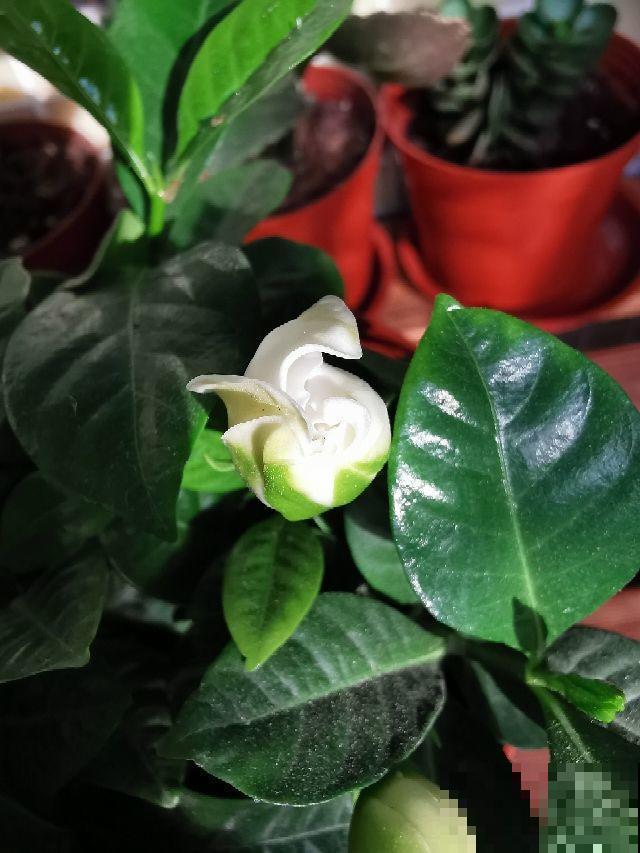 春季栀子开花季，香气浓郁个头大，邻居闻到都馋了！