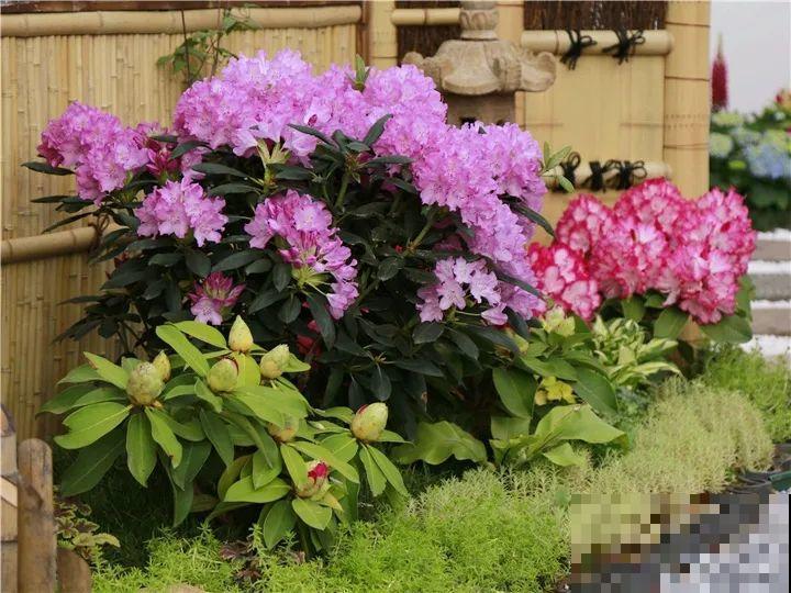 特名贵的杜鹃品种，开花比碗口还大，零下30℃冻不死！