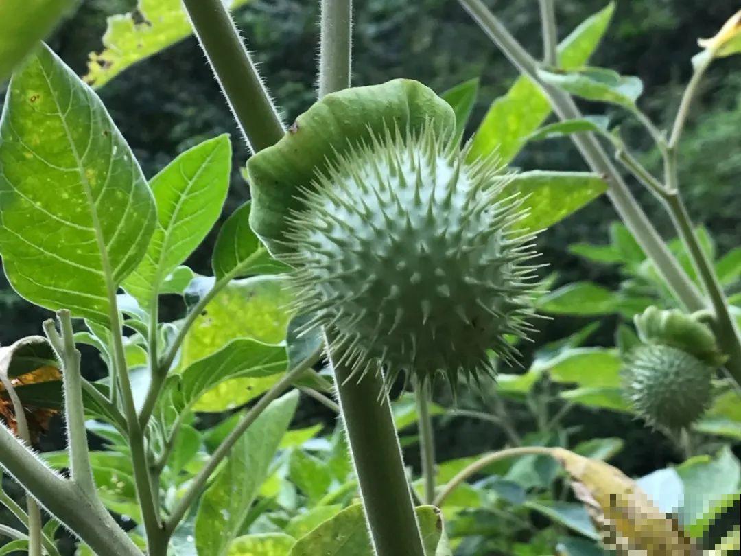 20种有毒花，看见绕道走，千万别去碰！