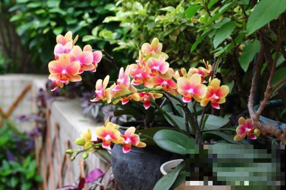 你的生日，对应的是哪种花，都进来看看吧！（上）