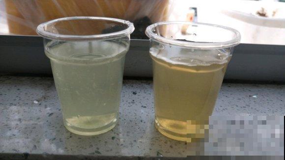 叶子发黄怎么办，用这2种小东西，一周变得绿油油！