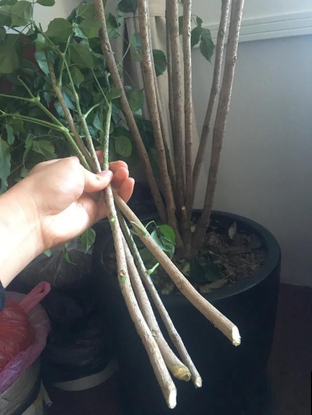 3种树，每月砍1刀，呼呼疯狂冒新芽！