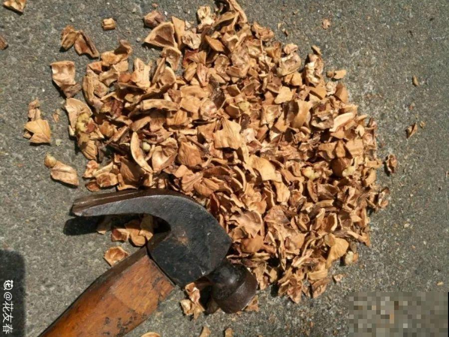 18种果树，最适合家养，风水好果子甜！
