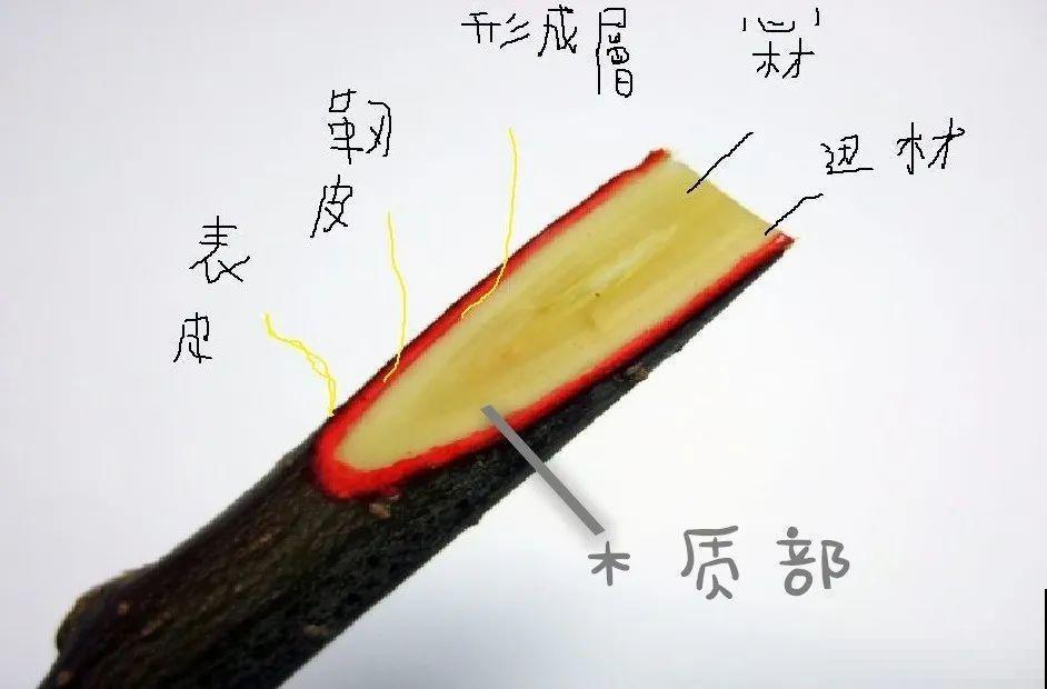 月季大花树，自己也能造，成品老桩上千块！