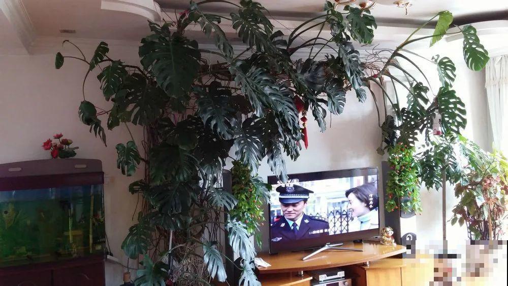 家里养盆垂吊花，呼呼长成绿帘子，看着真凉快