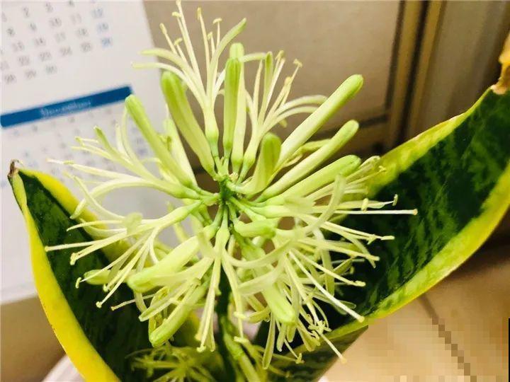 10种耐旱植物，平时少浇水，开花更准时！