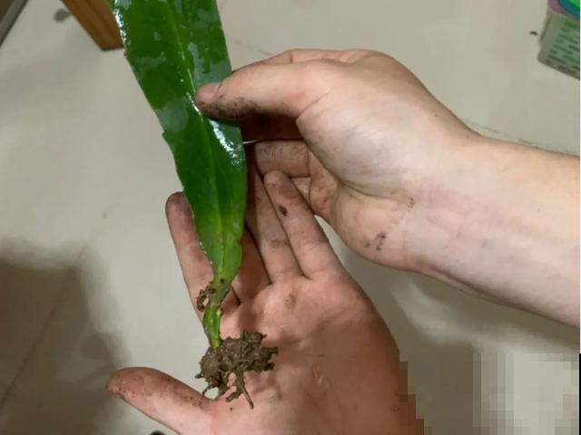 人养花，花也养人，9种花能治病，连医生也爱养！