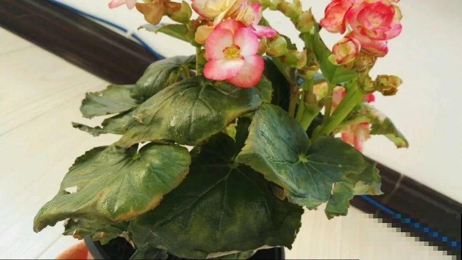 10种花，春天不能晒，躲屋里最安全！
