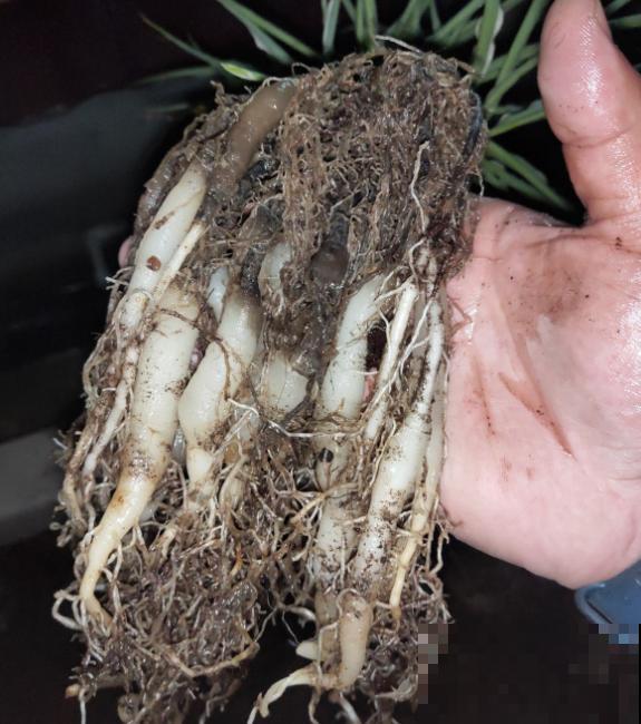 5年的吊兰老桩，一泡尿给滋没了，心疼！