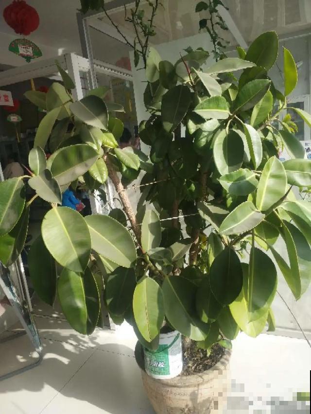 3种树，每月砍1刀，呼呼疯狂冒新芽！