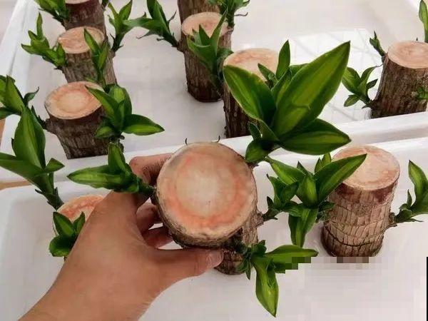15种花超好活，掰个叉丢水里，自己发芽开出花！