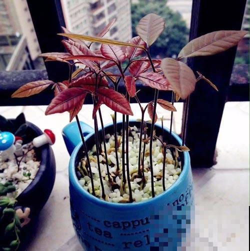 他把核桃丢水里，7天出芽，长成一棵小树苗！