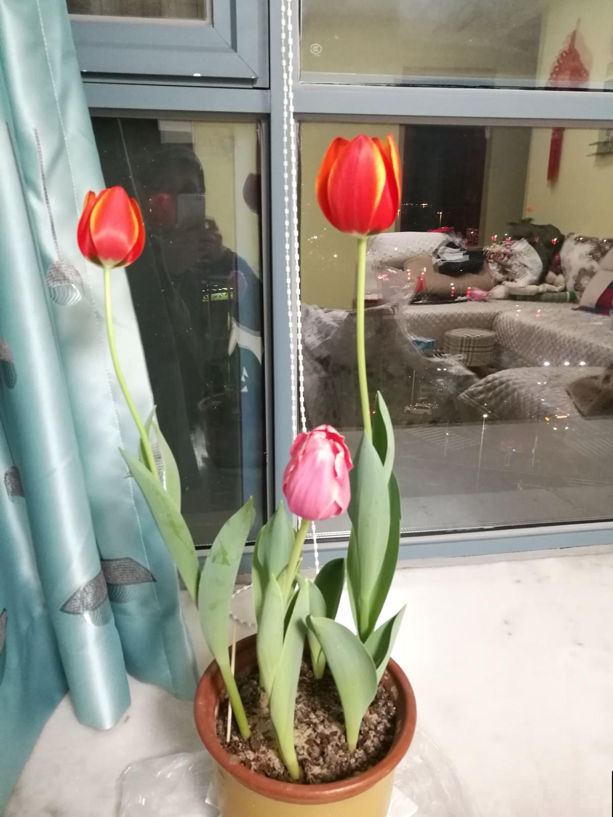 春天是郁金香的季节，一养能让花头硕大娇艳，三岁小孩也能学会！