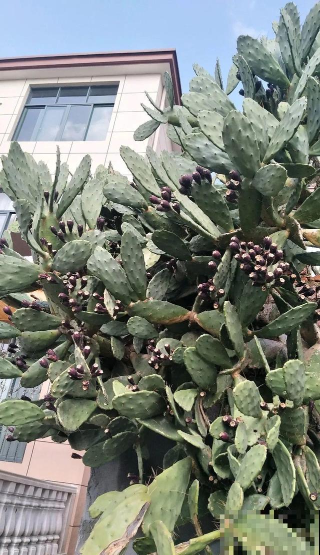 6种花能养成巨无霸，摆在家门口，路过的都称奇！