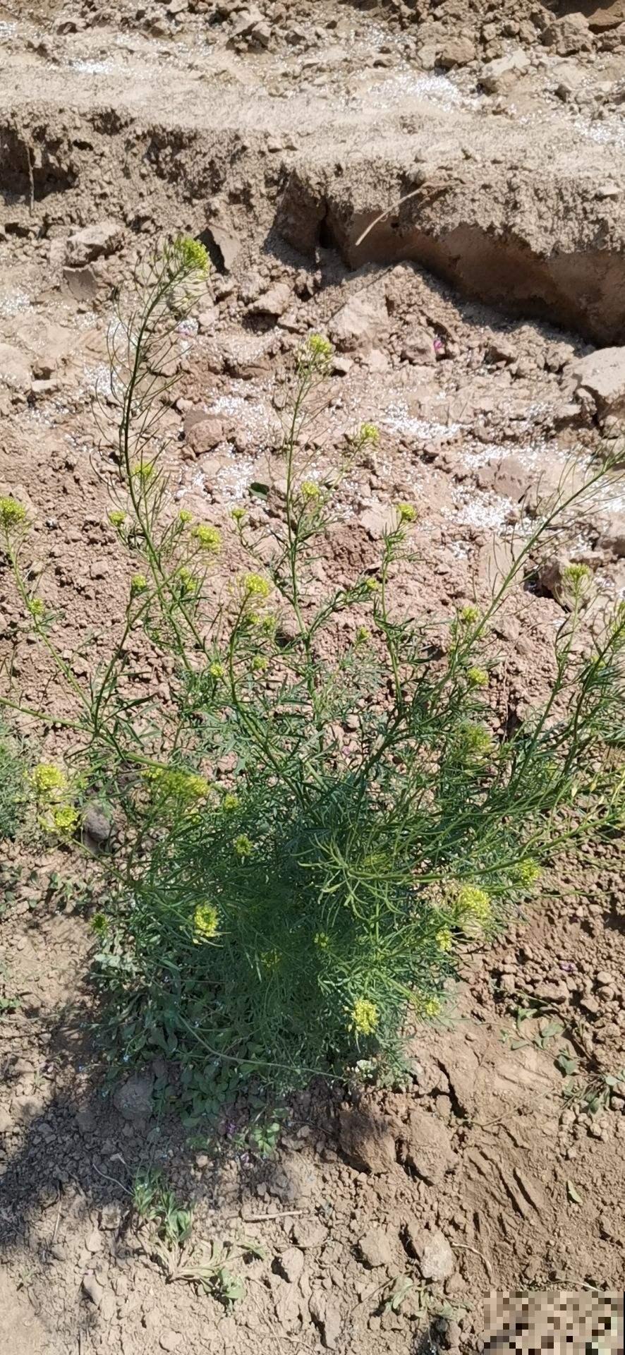 小麦地里人人喊打的麦蒿，没想到种盆里这么清新，赶紧薅回家！
