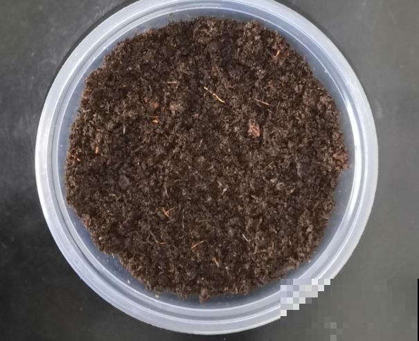 最难养的小草花，就得剃头虐一虐，才能开成大花球！