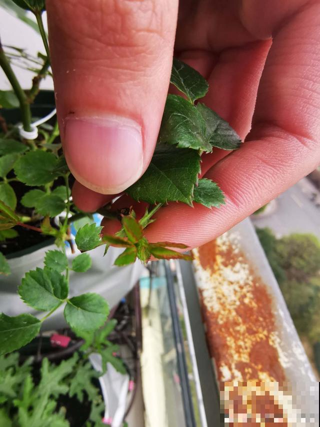 月季出现这种枝，要赶紧剪掉，不然开花会很少！