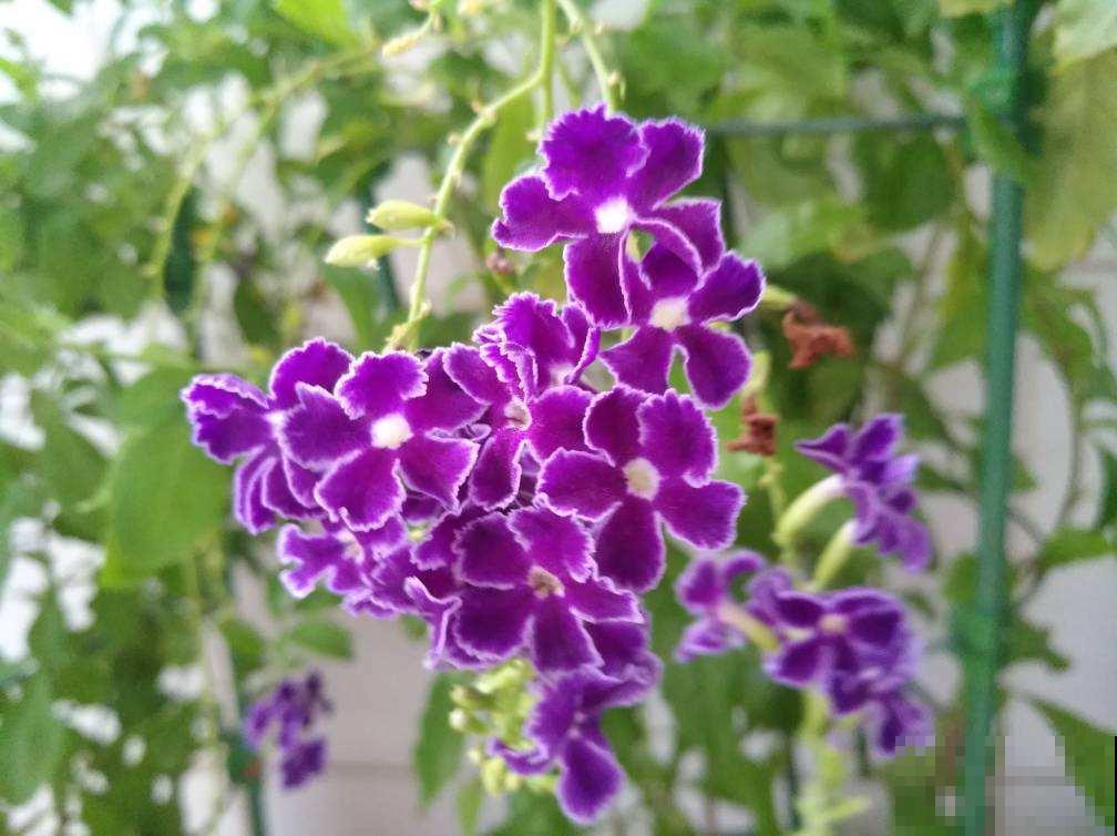 金露花长得很美，这个部位却有毒，想养的要小心！