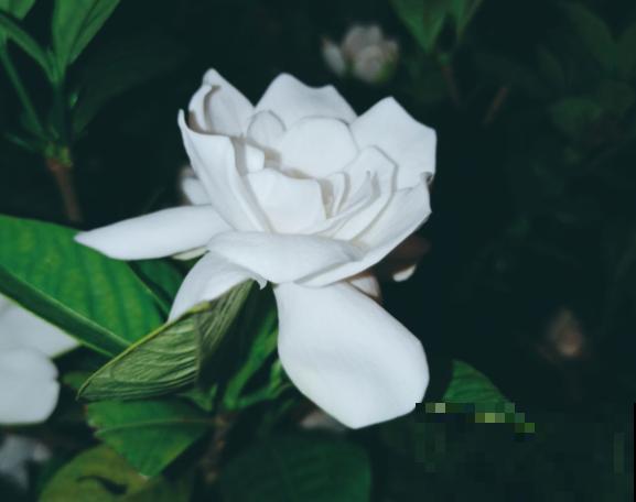 北方最难养的花，买回来千万别换盆，否则一周就能死翘翘！
