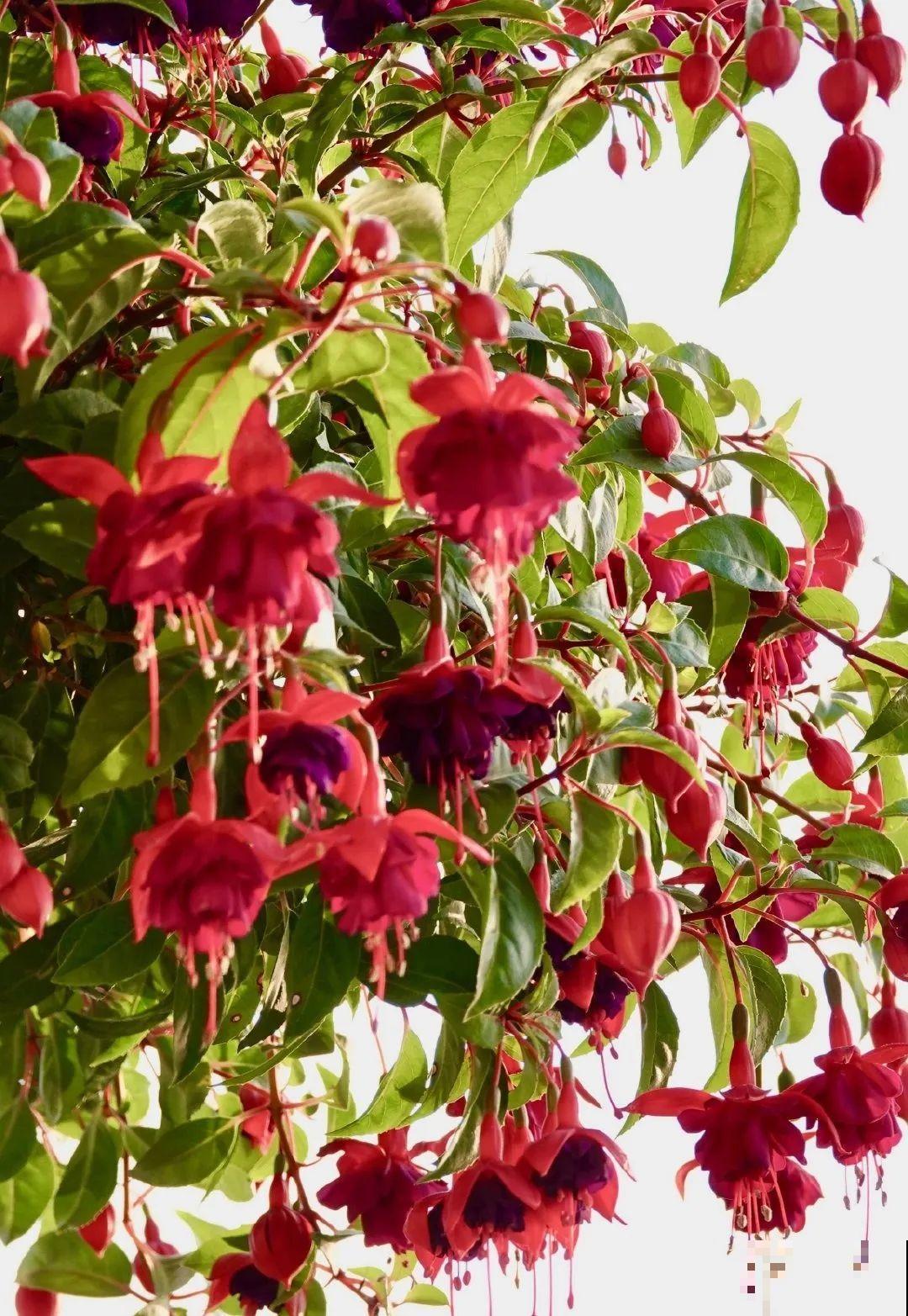 家里有这6种花，赶紧挂起来，长的快、开花一年比一年多！