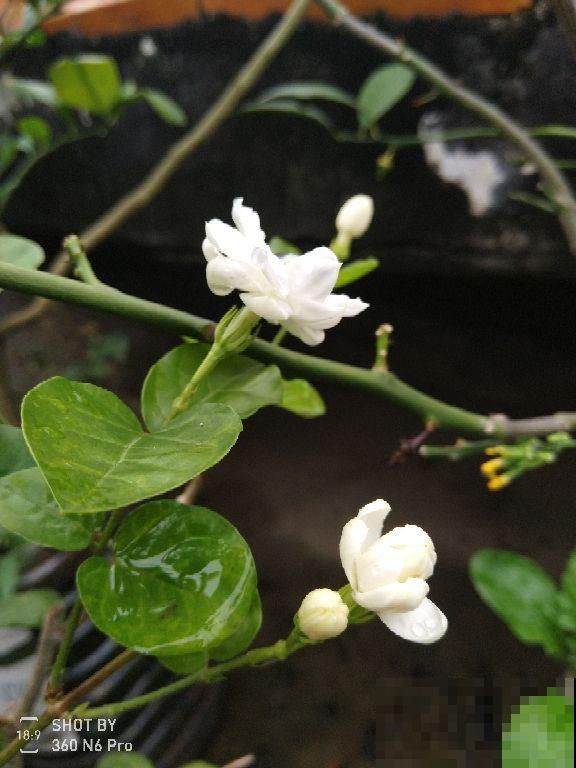 养茉莉记住3个技巧，开花一茬接一茬，爆花不间断