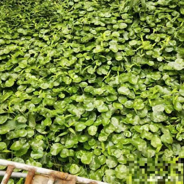 “折腾不死”的10种花，咋养都爆盆，懒人最适合！