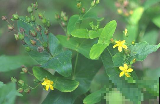 路边一棵野草，叶子长得居然像元宝，捡回家就财源广进！