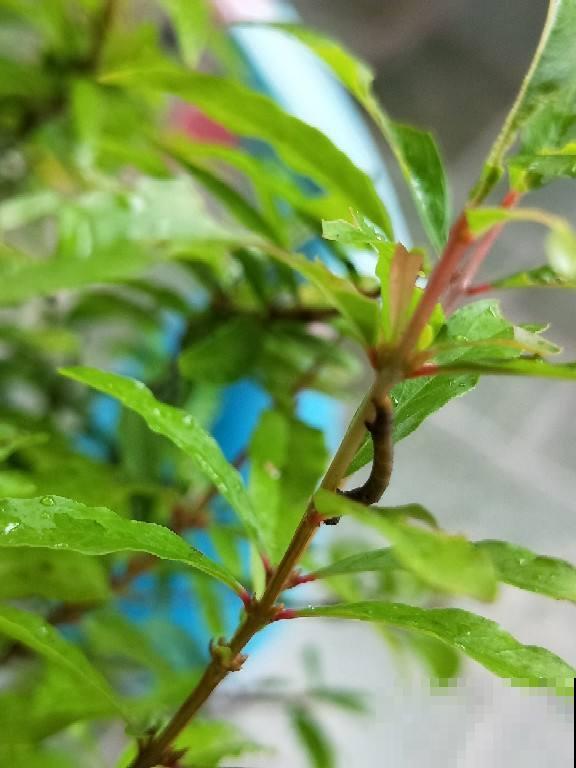 花盆旁边飞虫子，赶紧用药杀，现在用刚刚好