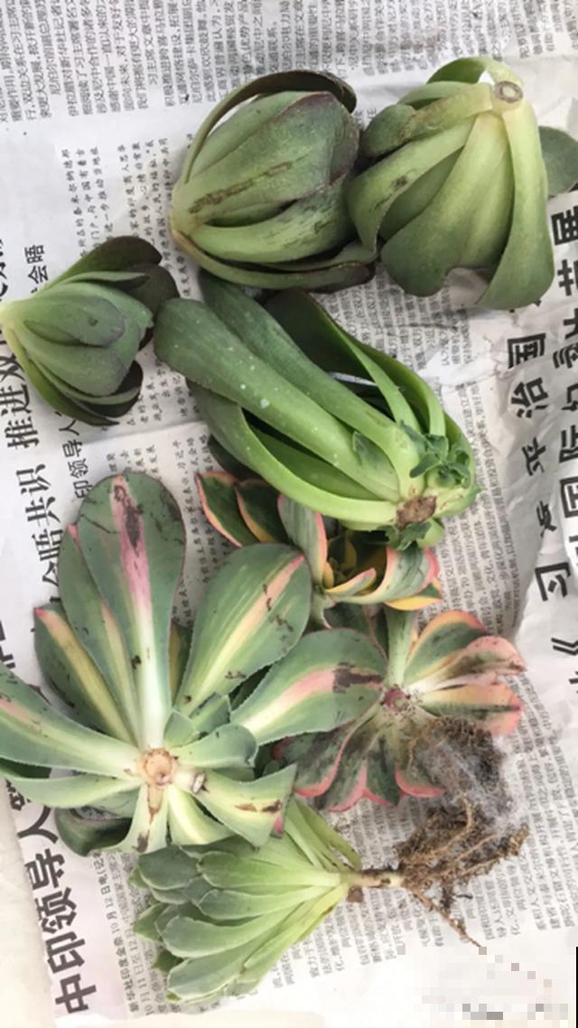 花烂根了别丢，塑料袋里捂一捂，大白根立马蹭蹭冒！
