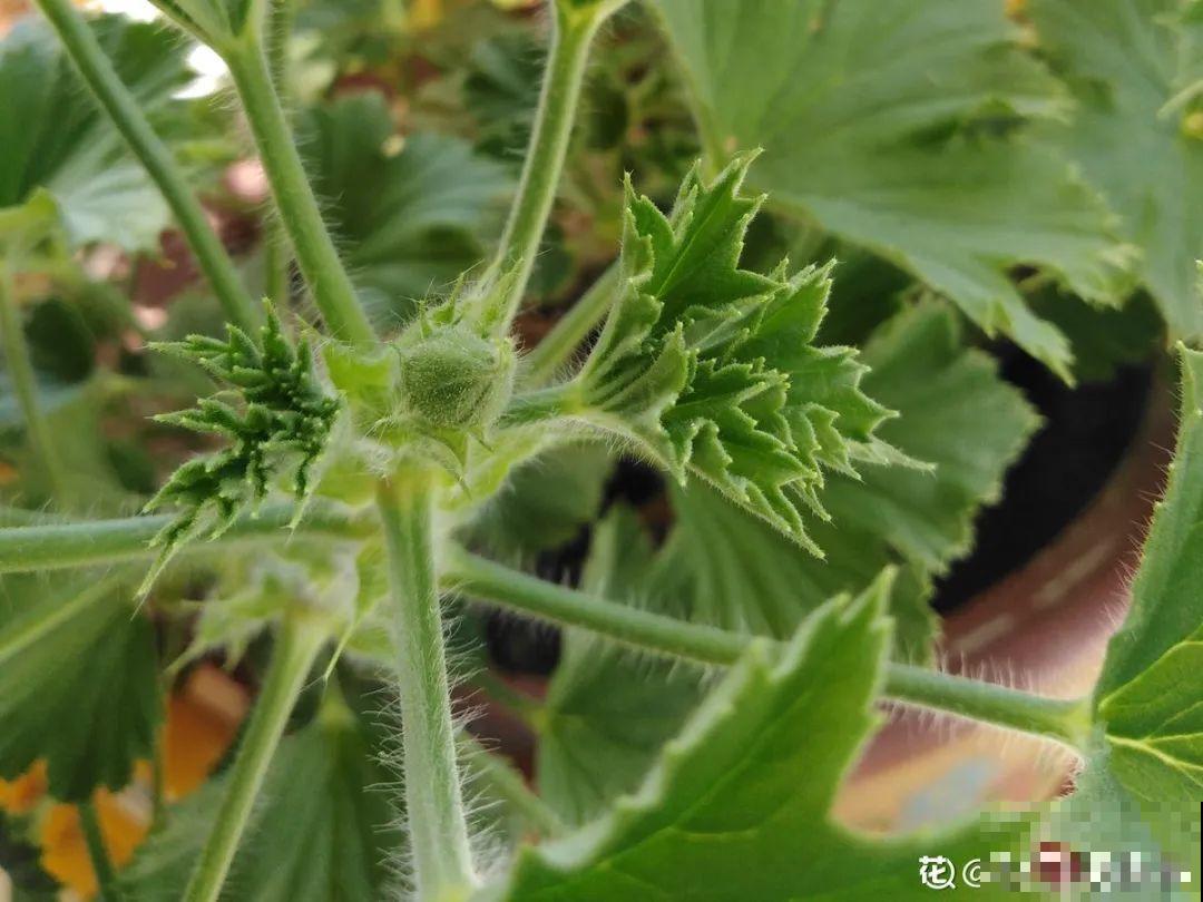 花的这个位置，千万别修剪，否则白养大半年！