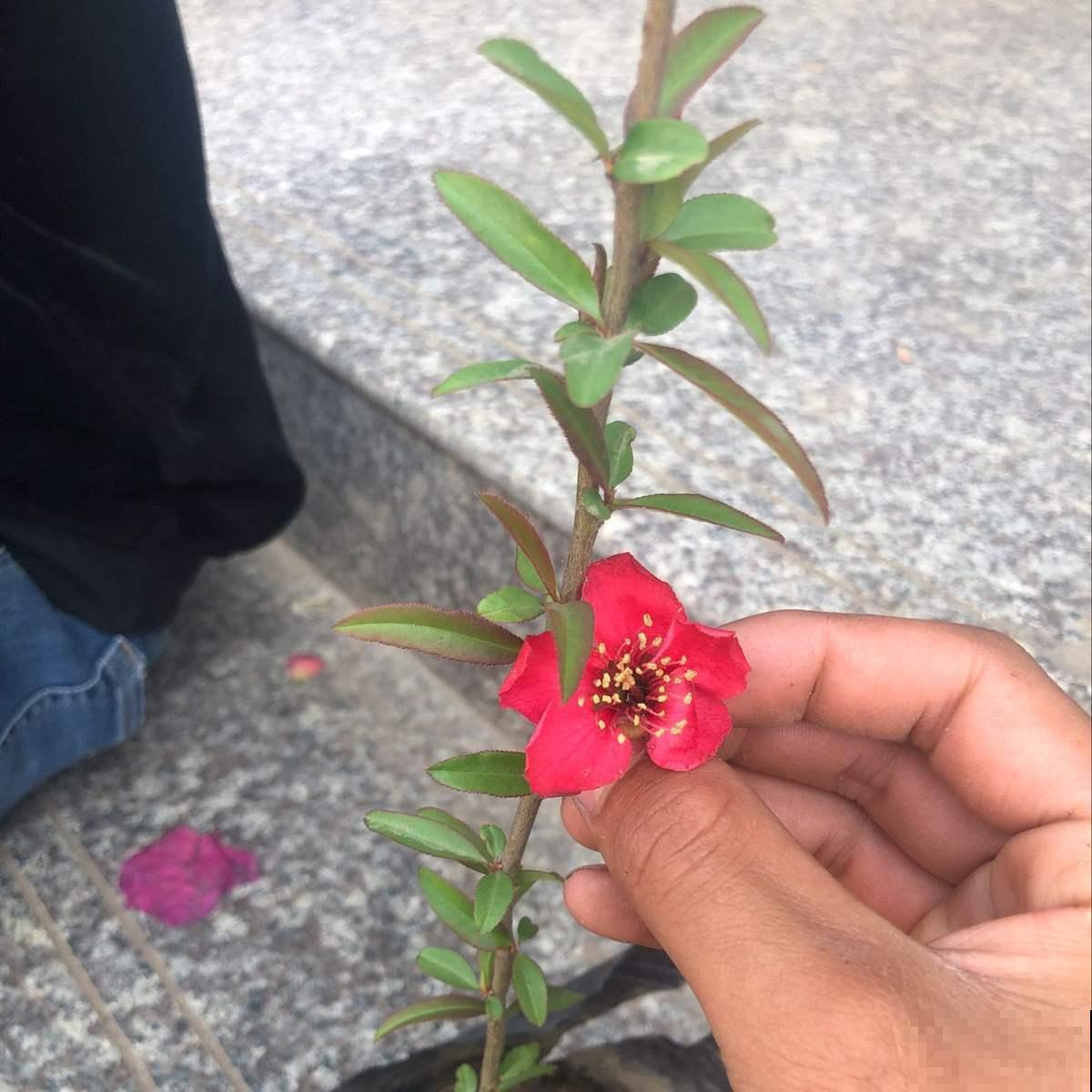 木瓜开花原来这么好看，很多人专门栽种赏花，娇艳不输海棠！