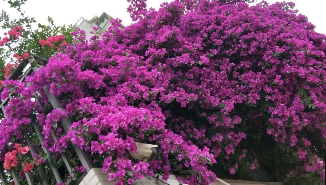 6种花种在大门口，花开一整片，镇宅又霸气！