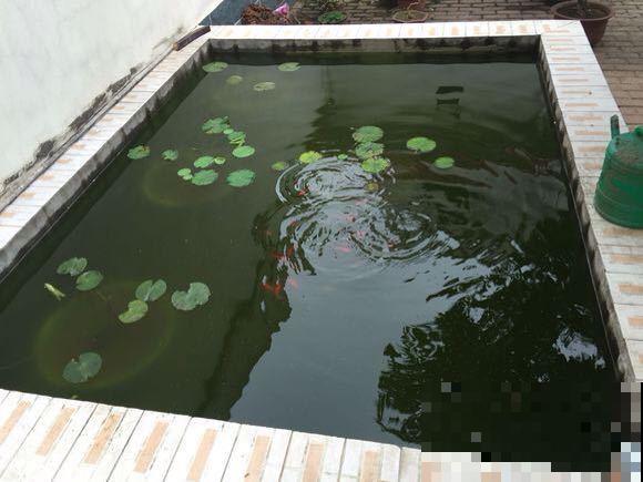2种花浇不死，越浇水越疯长，一缺水就蔫！