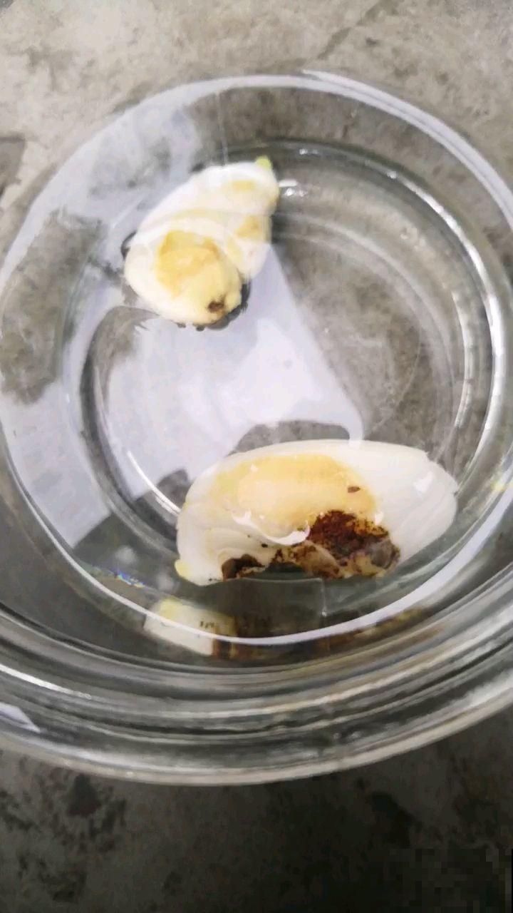 芒果这么种才长得快，随手一剪，就能种出小森林！
