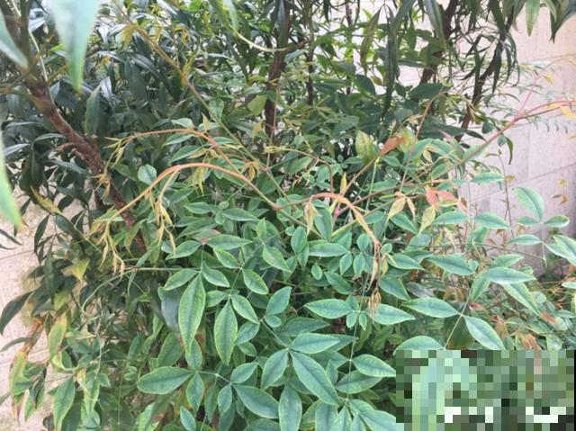 9种有毒花，出门见到要离远点，家里有老人小孩的要注意
