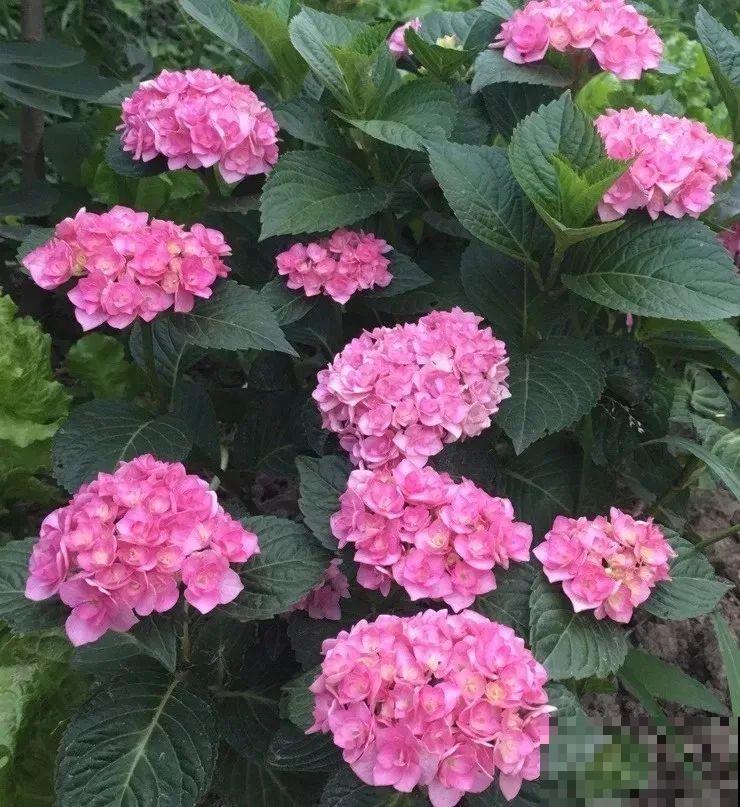 家里养盆绣球，开花大、气质好，谁见都要夸！