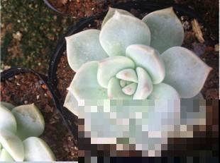 白牡丹模样的多肉你见过吗？特别皮实好养，叶子肥得惊人！
