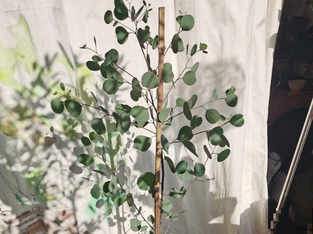 有品位的人，都爱这10种花，养一盆特有面子！