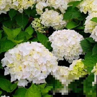25种最漂亮的绣球，光不好也能开爆盆，春天必须来一盆！