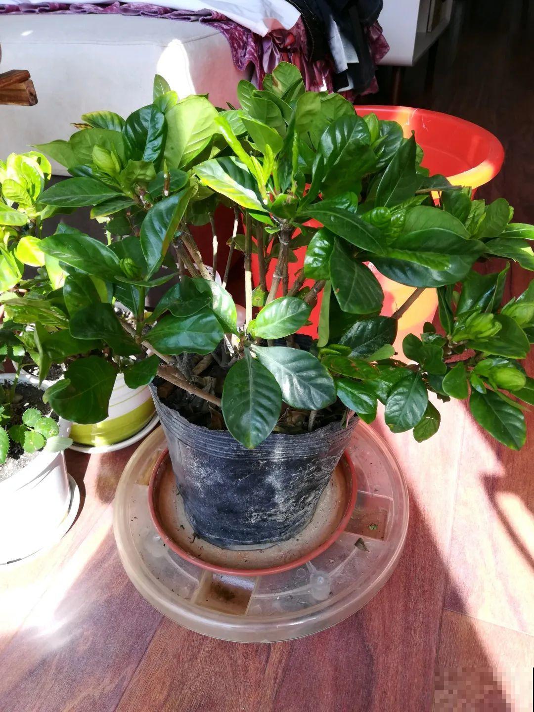 5种花别乱浇水，浇错了，花黄叶又烂根