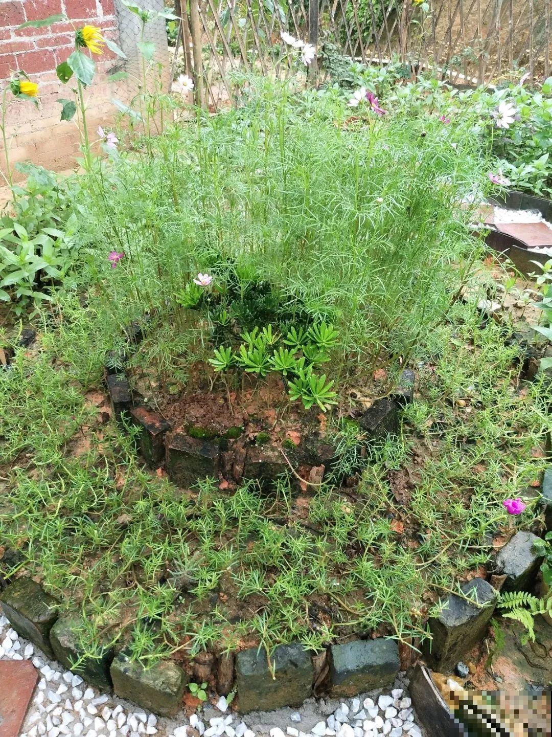 橡皮树春天要打顶，独杆变成大伞盖，叶子挤满盆！